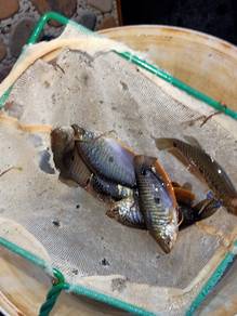 Ikan sepat sawah