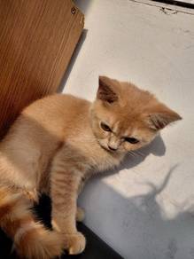 Bsh 