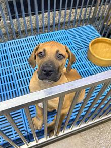 Boerboel Male Big Size Puppy