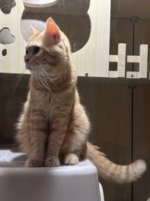 kucing bsh
