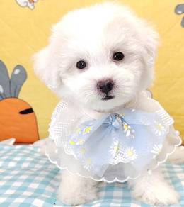 Poodle