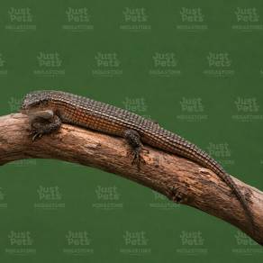 Sudan Plated Lizard