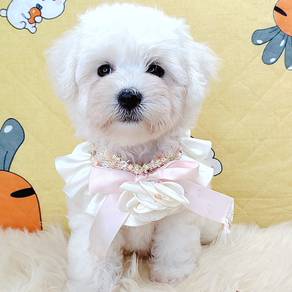 Bichon