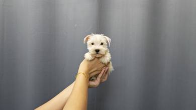 SS6007 Mini Schnauzer white haired puppy