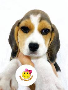 hhhh-1000 Beagle puppies dogs