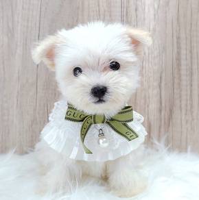 Maltipoo