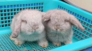 holland lop