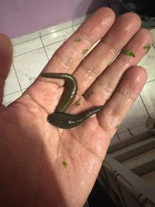 LINTAH HIDUP/ Live Leech