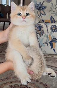 british shorthair kitten