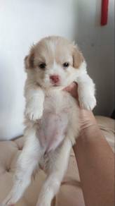 Pomeranian mix japan