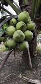 Benih kelapa sungai gulang cross HIJAU