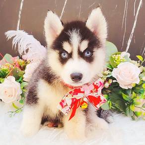 Husky