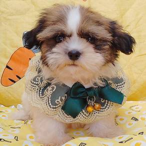Shih Tzu