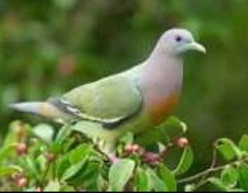 burung
