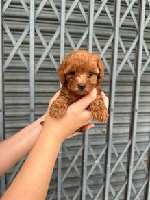 toy poodle