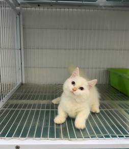 Minuet Munchkin kitten