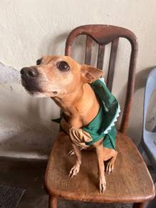 Dog for Adoption