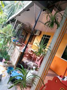 pokok nenas batu airplant, jambul dan buah