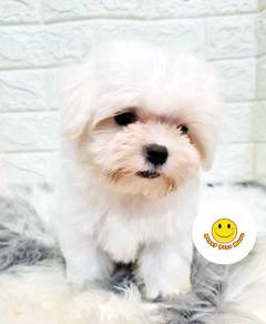 H22- Tiny Maltese white haired #MKA reg