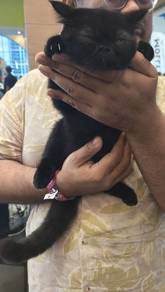 kitty