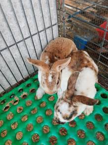 arnab minirex 