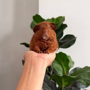 Teddy bear guinea pig tikus belanda