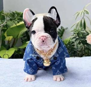FRENCH BULLDOG PUPPIES VIP239🌻Cute & Healthy
