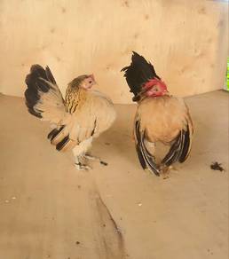 Ayam Serama