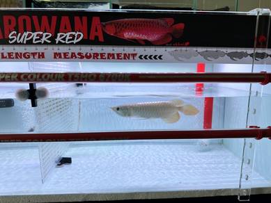 Arowana Super Red Sepauk SR Sepauk