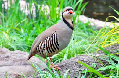Chukar chick chicken bird ayam 
