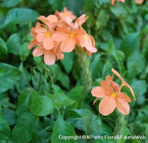Crossandra Infundibuliformis / Firecraker Flower