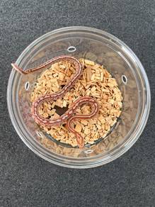 offer merdeka corn snake frog pacman
