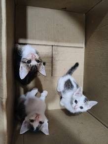 cat's 
