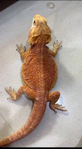 Bearded Dragon 