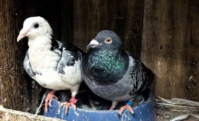 Burung Merpati Racing Homer Induk