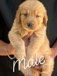 golden Retriever males 
