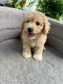 maltipoo2