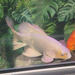 Koi Fish 43cm for sale