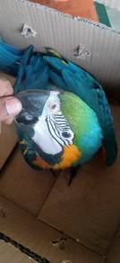Burung blue and gold macaw Hand feed siap lesen