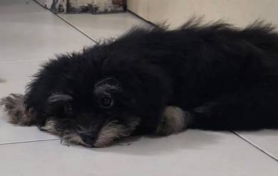 cute pretty shihpoo shih tzu mix poodle shih poo