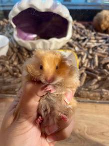 Syrian big bone Hamster