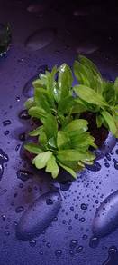 pokok akuarium aquascape echinodorus martii