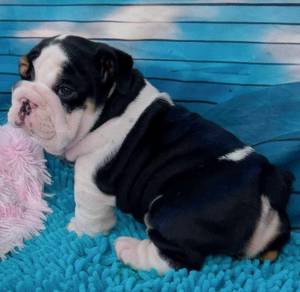 ENGLISH BULLDOG PUPPIES EB419🐻 BullDog Available