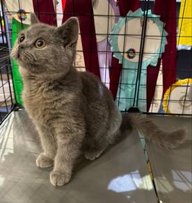 British Shorthair Biru Jantan BSH Blue Male
