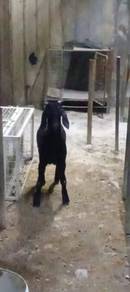 anak kambing