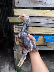 ayam ko shamo