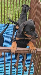 Rottweiler