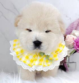 Chow Chow