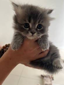 Minuet / Napoleon cat