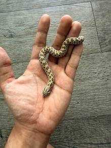 hognose snake
